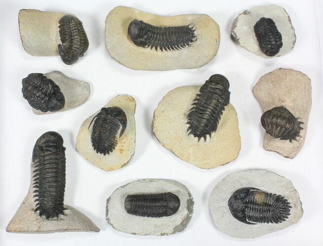 Lot: Assorted Devonian Trilobites - Pieces #80639